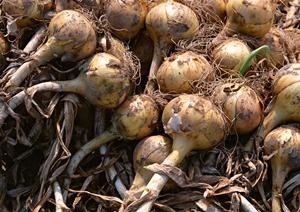 銀座でキャバクラ求人を探しているなら